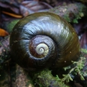 Biosecurity and Biodiversity Working Party - 6 August