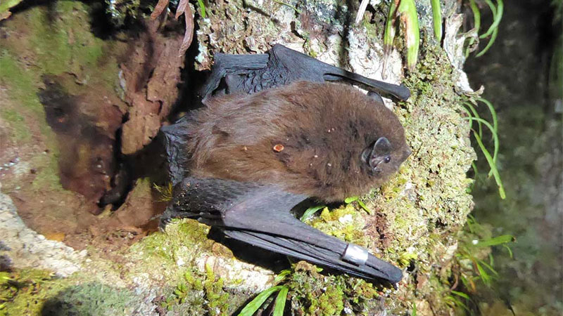 Long Tail Bat In Tree  Credit Colin Odonnell DOC  16 9