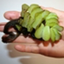 Free pest plant workshops for 2016