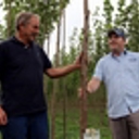 ‘Get in quick’ for subsidised poplars, willows