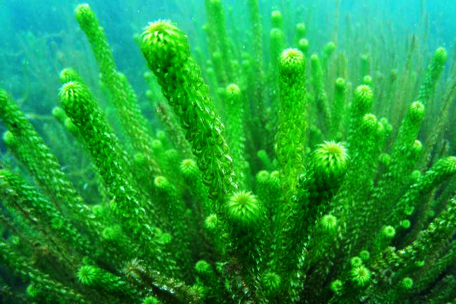 Oxygen weed (Lagarosiphon) underwater. Photo Trevor Reed.