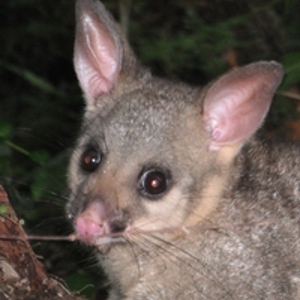 Possum (cropped 200).jpg