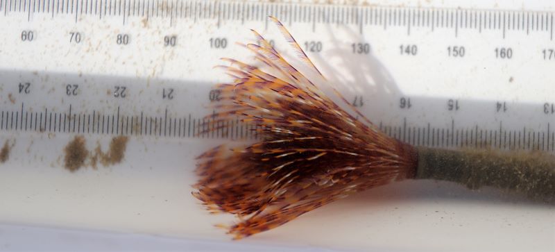 A close-up of one of the Opua fanworm recovered earlier this year. The image shows the fanlike crown of feeding tentacles that extend out of its tube, giving the fanworm its name.