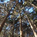 Timber production