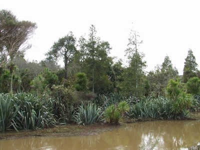Rotu Bottleneck Swamp Forest, Dargaville.