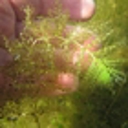 Discovery of very rare aquatic plant thrills