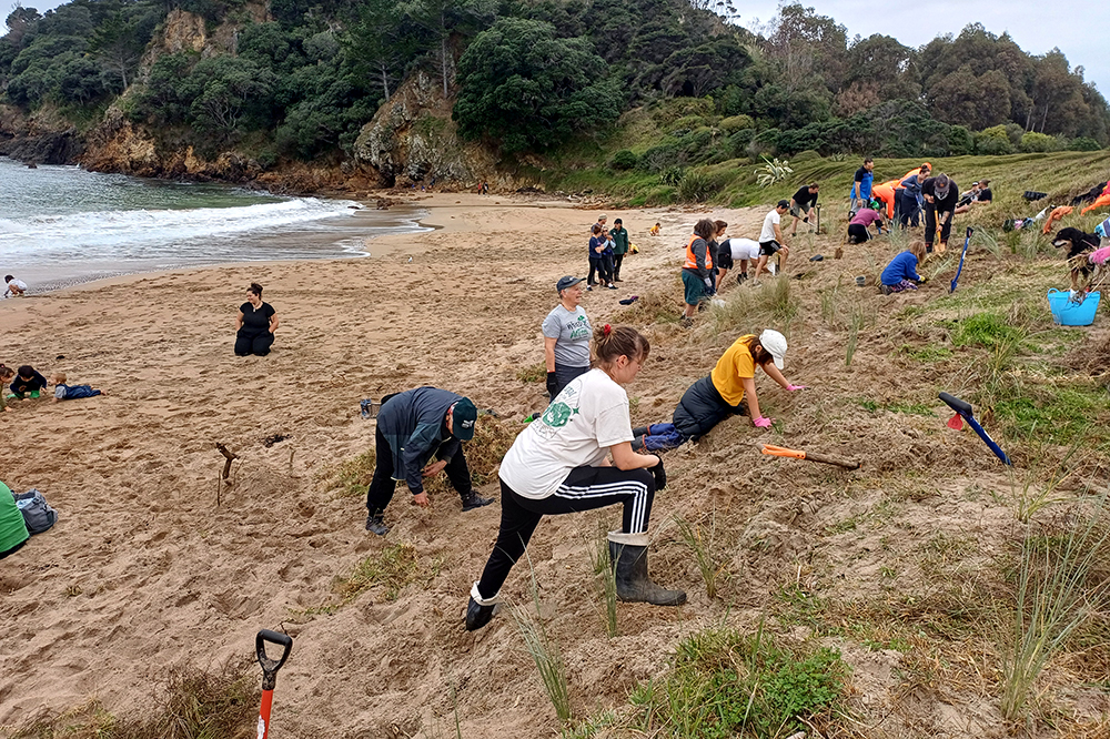 People planting dune plants at the beach.