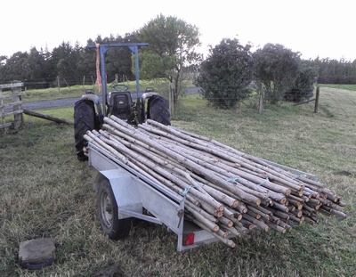 Poplar poles stacked on a trailer attached to a tractor.