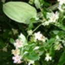 New option to control moth plant under consideration