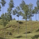 ‘Need for Trees’ field day
