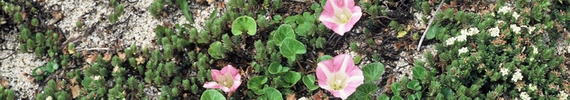 Shore bindweed and sand daphne.