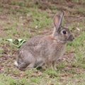 Vertebrate pest - decision support system
