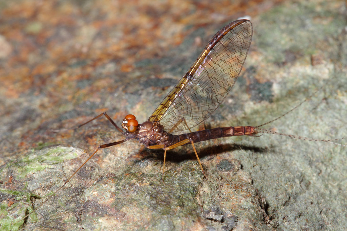 Mayfly (Zephlebia aff. pirongia) Credit Olly Ball Steve Pohe Collection.