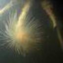 Tutukaka fanworm discovery concerns
